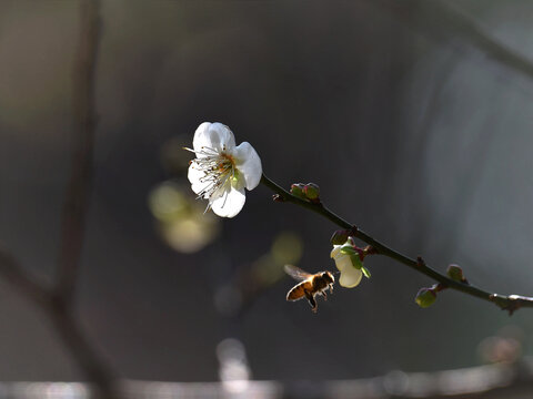 梅花