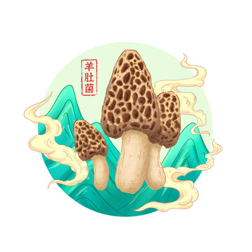 羊肚菌插畫
