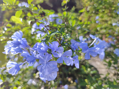 蓝雪花