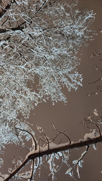 沉浸式雪景纯美雪夜虬枝映雪