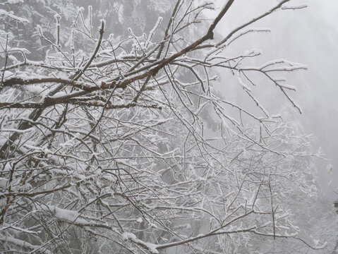 树枝积雪