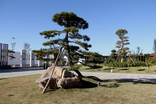 造型油松