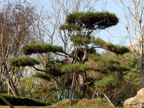 造型油松