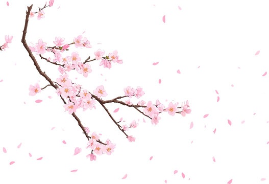 櫻花