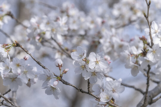 樱花