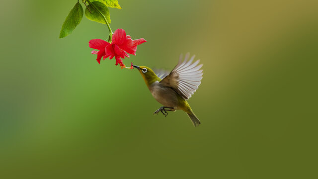 暗绿绣眼鸟