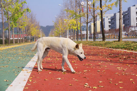 农村土狗