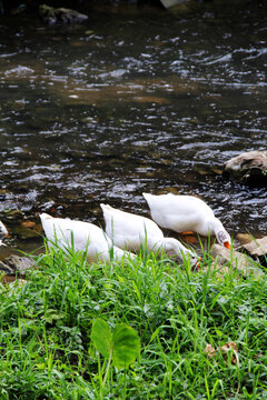一群玩水的白鹅