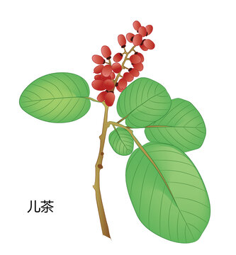 兒茶