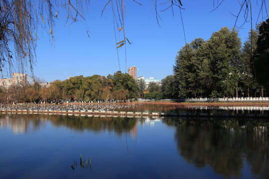 蓝天湖水海鸥