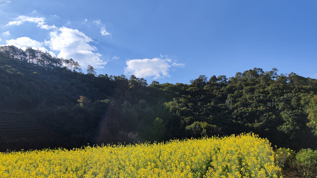 油菜花