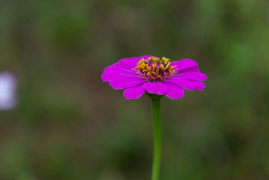 百日菊