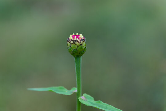 百日菊花苞