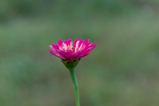 百日菊