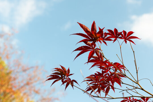 红枫树叶