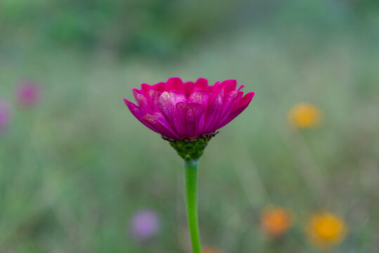 百日菊