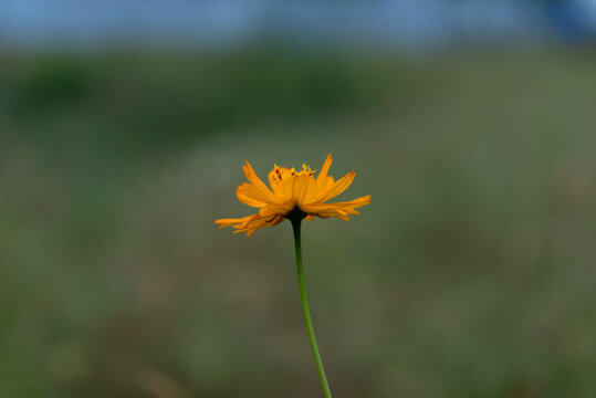 硫华菊