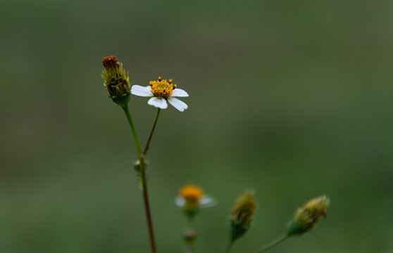 鬼针草花儿