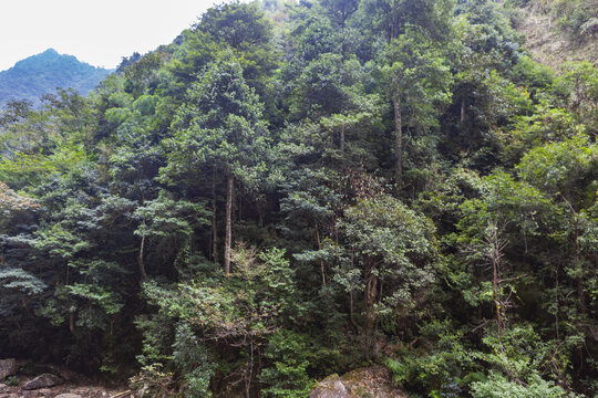 南岭国家森林公园小黄山植被