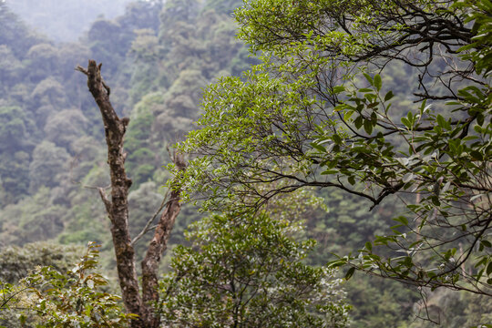 广东南岭高山森林植被