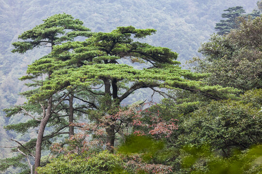 广东南岭高山森林植被