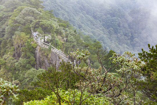 南岭国家森林公园小黄山植被