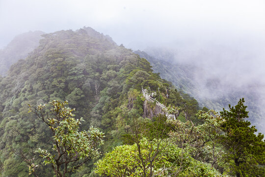 南岭国家森林公园小黄山植被