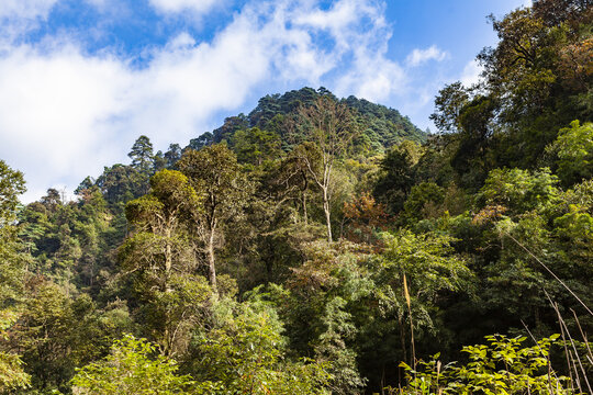 南岭国家森林公园高山森林