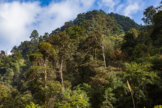 南岭国家森林公园高山森林