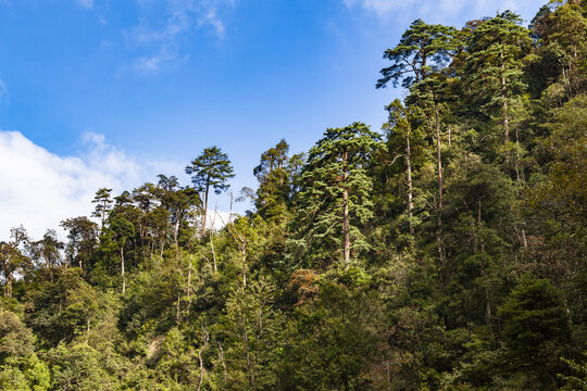 南岭国家森林公园高山森林