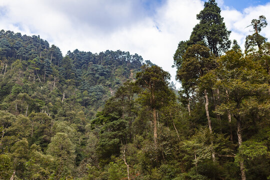 南岭国家森林公园高山森林