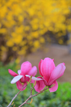 花卉玉兰