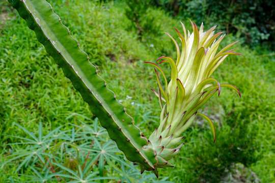 火龙果开花