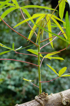 木薯