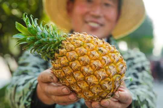 手里拿着徐闻菠萝