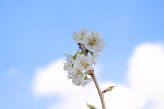 樱桃花特写