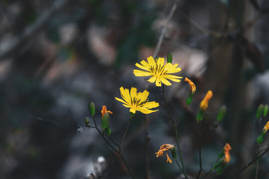 黄色小花特写