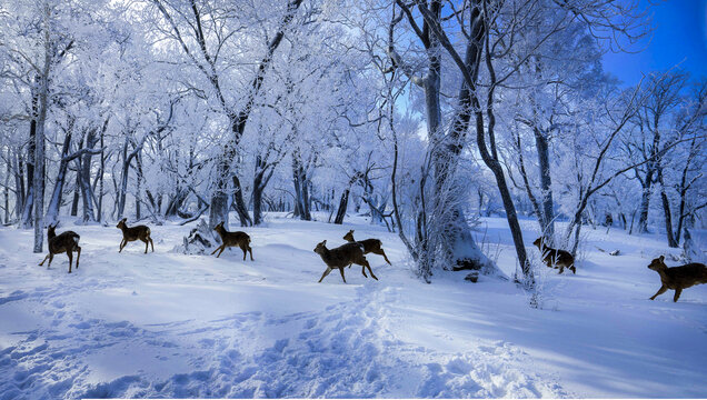 森林雪景