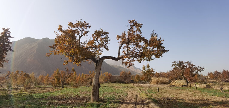 梨树果树