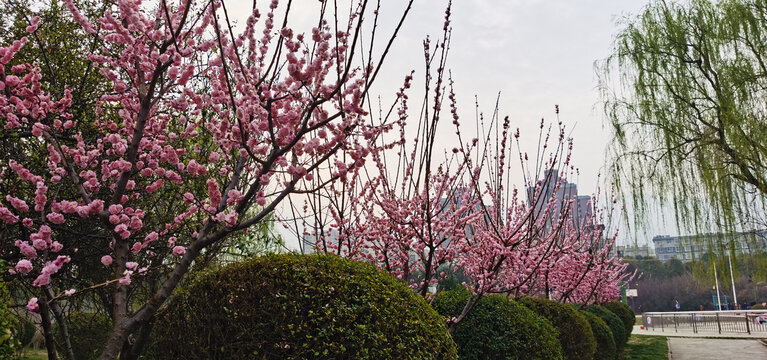 红色桃花