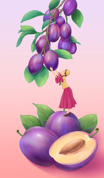 西梅插畫