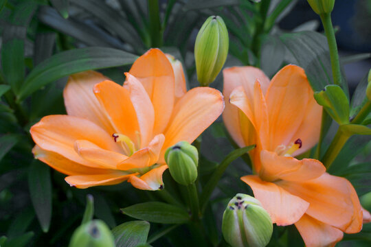 毛百合花朵特写