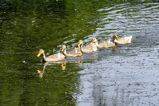 一群水中游泳的鸭子