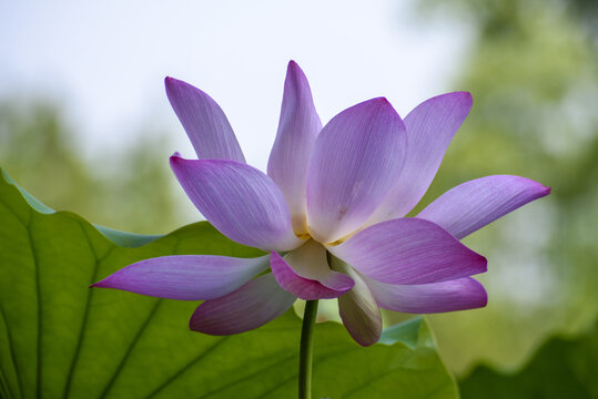 荷花特写