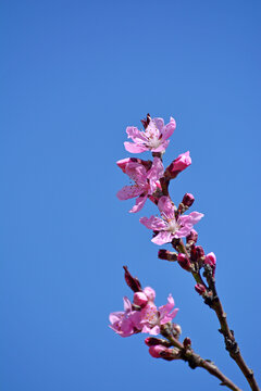 红桃花