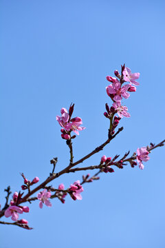 红桃花