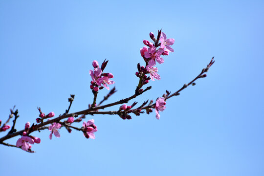 红桃花