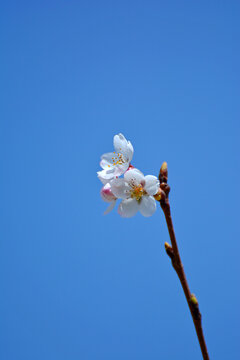 白樱花