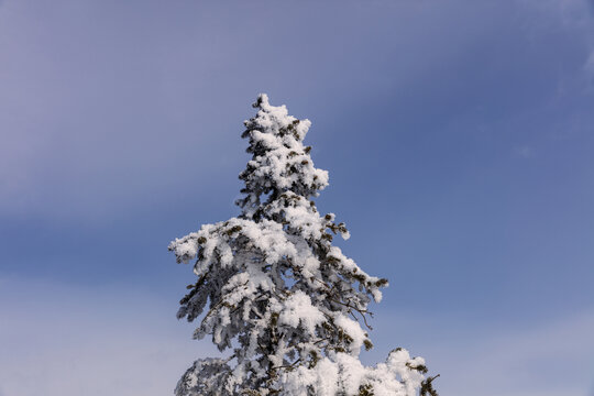 雪压青松