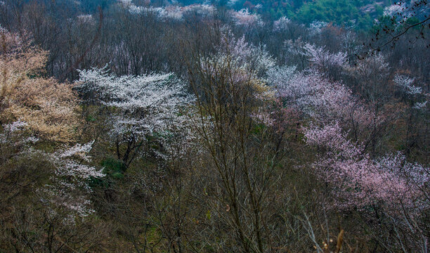 山花烂漫